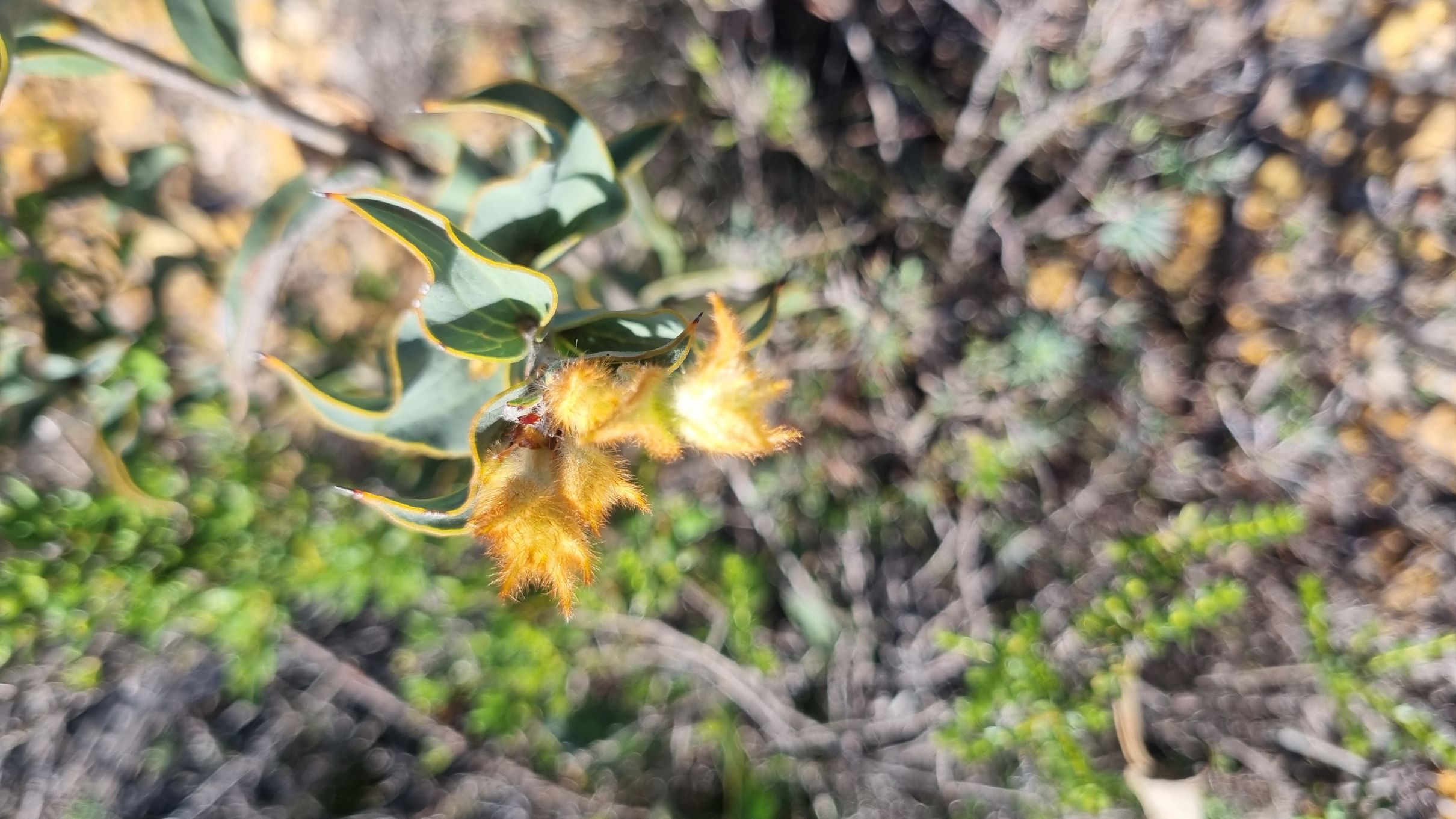 conchifolia